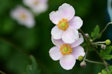 Güzel çiçeklerin kapanışı, yaz konsepti.