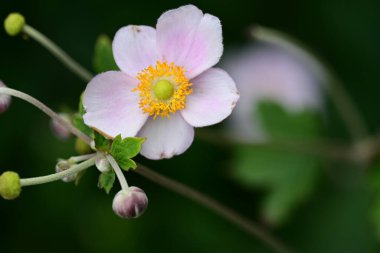 Kapalı - güzel pembe çiçekler, doğa