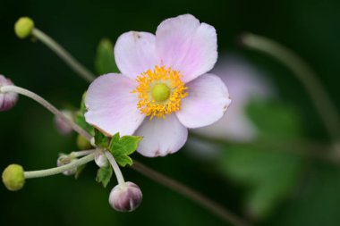 Bahçedeki pembe çiçek