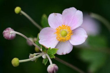 Güzel botanik fotoğrafı, doğal duvar kağıdı.
