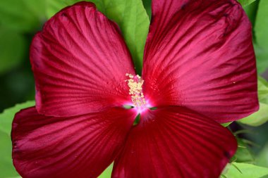 Bahçedeki güzel kırmızı amber çiçeklerinin yakın plan çekimi. 