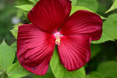 Bahçedeki güzel kırmızı amber çiçeklerinin yakın plan çekimi. 