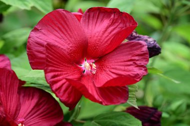 Bahçedeki güzel kırmızı amber çiçeklerinin yakın plan çekimi. 