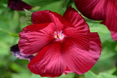 Bahçedeki güzel kırmızı amber çiçeklerinin yakın plan çekimi. 