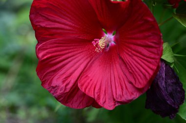 Bahçedeki güzel kırmızı amber çiçeklerinin yakın plan çekimi. 