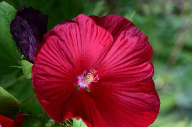 Bahçedeki güzel kırmızı amber çiçeklerinin yakın plan çekimi. 