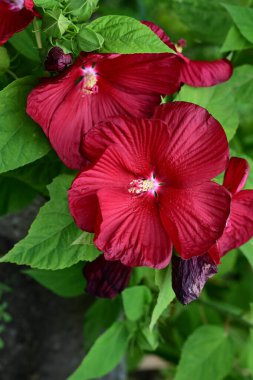 Bahçedeki güzel kırmızı amber çiçeklerinin yakın plan çekimi. 