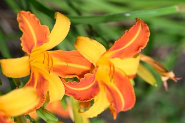 Baharda bahçedeki güzel sarı zambak çiçeklerini kapat. seçici odak. 