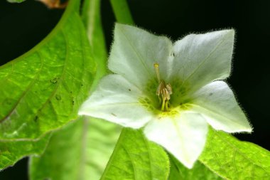 Bahçede güzel çiçekler, çiçek arkaplanı 