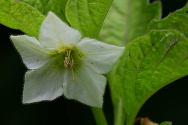Bahçede güzel çiçekler, çiçek arkaplanı 