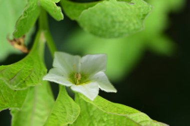 Bahçede güzel çiçekler, çiçek arkaplanı 