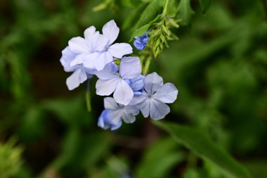 Yazın bahçedeki güzel çiçekleri kapat.