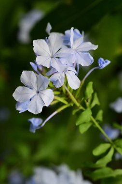 Yazın bahçedeki güzel çiçekleri kapat.