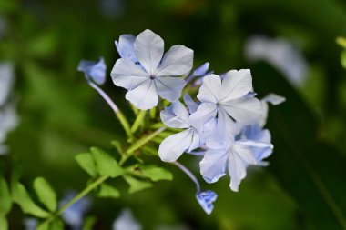 Yazın bahçedeki güzel çiçekleri kapat.
