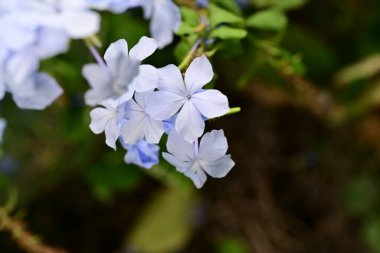 Yazın bahçedeki güzel çiçekleri kapat.