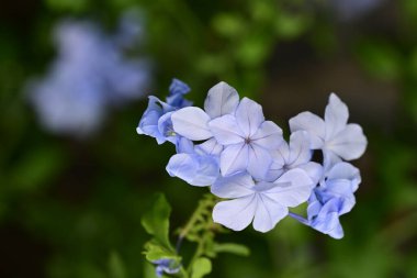 Yazın bahçedeki güzel çiçekleri kapat.