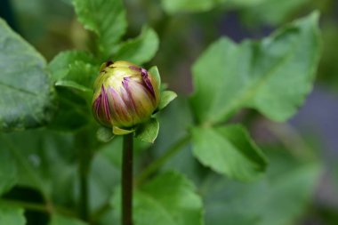 Bahçede güzel çiçekler, çiçek arkaplanı 