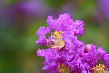 Yazın bahçedeki güzel çiçekleri kapat.