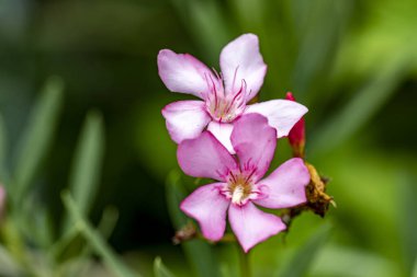Yazın bahçedeki güzel çiçekleri kapat.