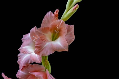 Güzel çiçeklerin yakın plan görüntüsü, doğa kavramı... 