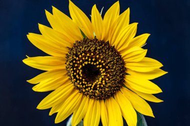 Ayçiçeğini siyah bir arkaplanda kapat 