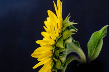 Ayçiçeğini siyah bir arkaplanda kapat 