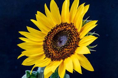 Ayçiçeğini siyah bir arkaplanda kapat 