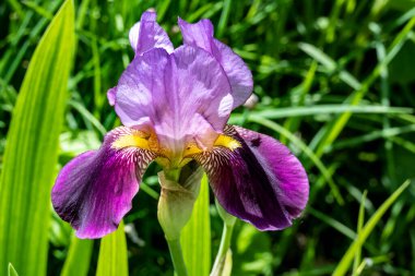 Güzel çiçeklerin yakın plan görüntüsü, doğa kavramı... 