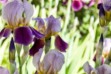 Güzel çiçeklerin yakın plan görüntüsü, doğa kavramı... 