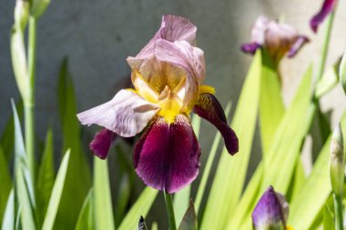 Güzel çiçeklerin yakın plan görüntüsü, doğa kavramı... 