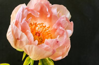 Güzel çiçeklerin yakın plan görüntüsü, doğa kavramı... 