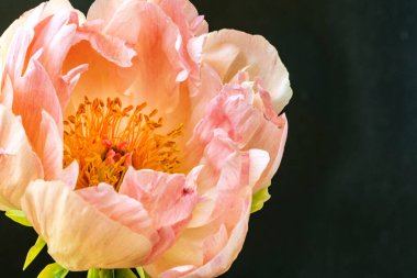 Güzel çiçeklerin yakın plan görüntüsü, doğa kavramı... 
