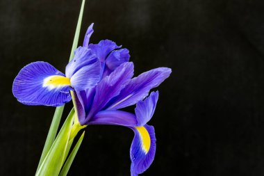 Güzel çiçeklerin yakın plan görüntüsü, doğa kavramı... 