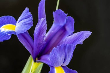 Güzel çiçeklerin yakın plan görüntüsü, doğa kavramı... 