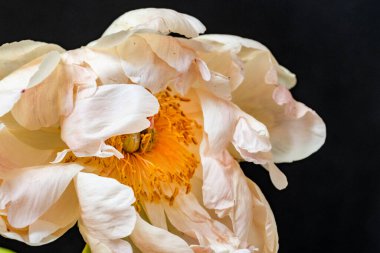 Güzel çiçeklerin yakın plan görüntüsü, doğa kavramı... 