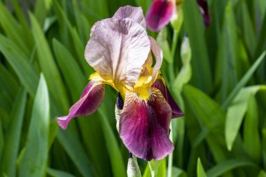 Güzel çiçeklerin yakın plan görüntüsü, doğa kavramı... 
