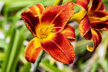 Güzel çiçeklerin yakın plan görüntüsü, doğa kavramı... 