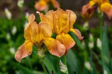 Güzel çiçeklerin yakın plan görüntüsü, doğa kavramı... 