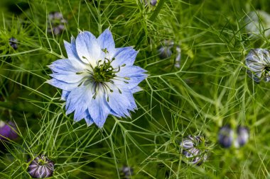 Güzel çiçeklerin yakın plan görüntüsü, doğa kavramı... 