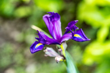Güzel çiçeklerin yakın plan görüntüsü, doğa kavramı... 