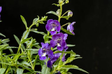Güzel çiçeklerin yakın plan görüntüsü, doğa kavramı... 