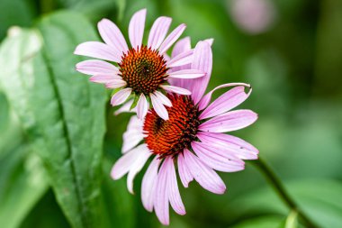 Güzel çiçeklerin yakın plan görüntüsü, doğa kavramı... 
