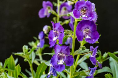 Güzel çiçeklerin yakın plan görüntüsü, doğa kavramı... 