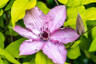 Güzel çiçeklerin yakın plan görüntüsü, doğa kavramı... 