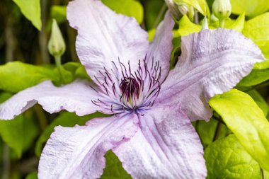 Güzel çiçeklerin yakın plan görüntüsü, doğa kavramı... 