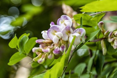 Güzel çiçeklerin yakın plan görüntüsü, doğa kavramı... 