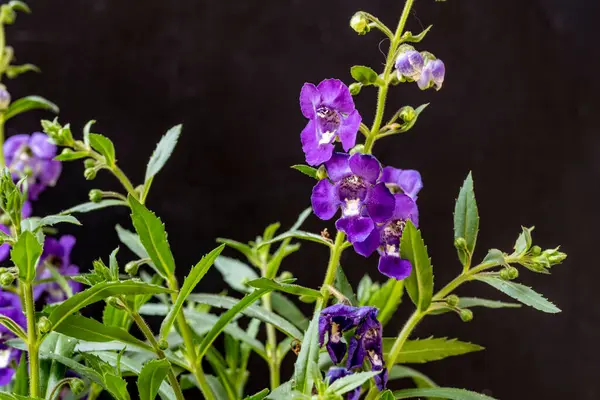 Güzel çiçeklerin yakın plan görüntüsü, doğa kavramı... 