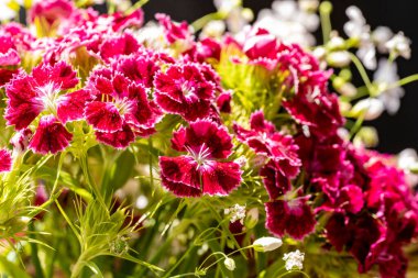 Güzel çiçeklerin yakın plan görüntüsü, doğa kavramı... 