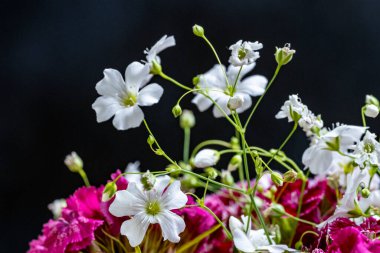 Güzel çiçeklerin yakın plan görüntüsü, doğa kavramı... 