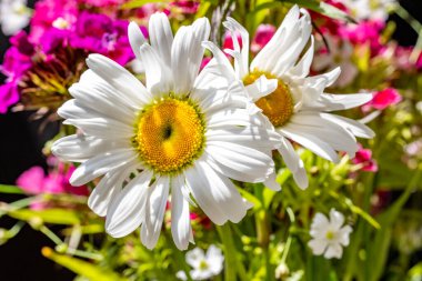 Güzel çiçeklerin yakın plan görüntüsü, doğa kavramı... 